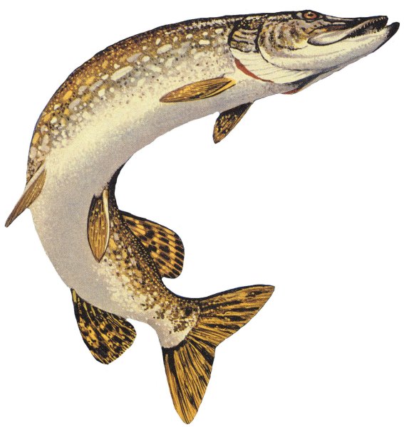 Muskellunge рыба
