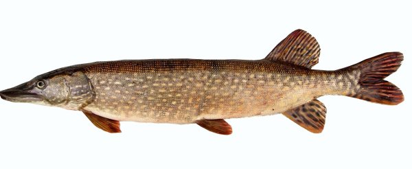 Щука обыкновенная сбоку