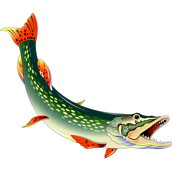 Щука рисунок