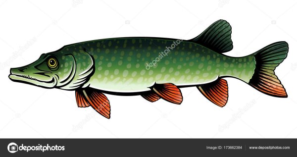 Щука на белом фоне для детей