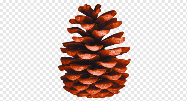 Шишки без фона