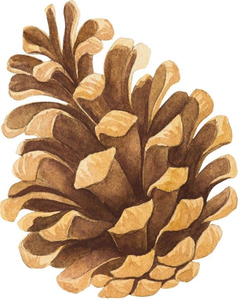 Шишка мультяшный