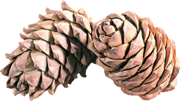 Кедровые шишки на белом фоне