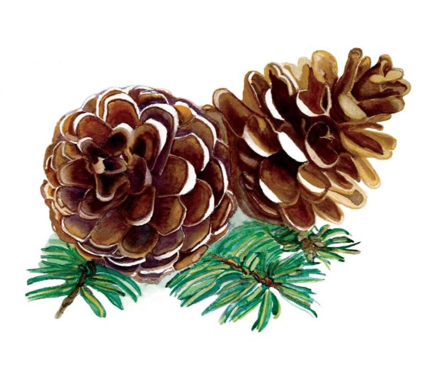 Шишки для дошкольников