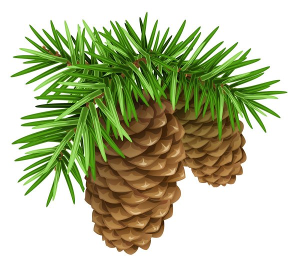 Кедровая ветка