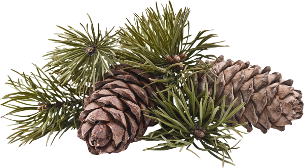 Кедр хвоя и шишки