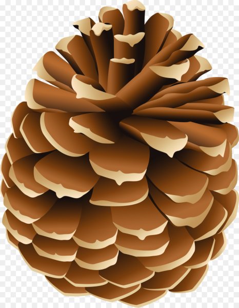 Шишка рисунок