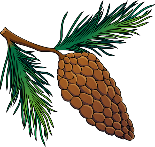 Еловая ветка с шишкой рисунок