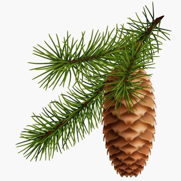 Еловая шишка на белом фоне
