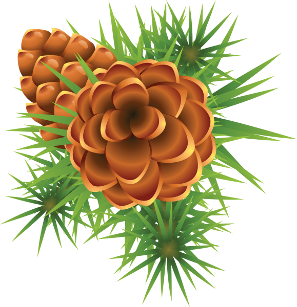 Шишка на прозрачном фоне