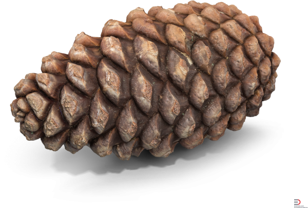 Еловая шишка