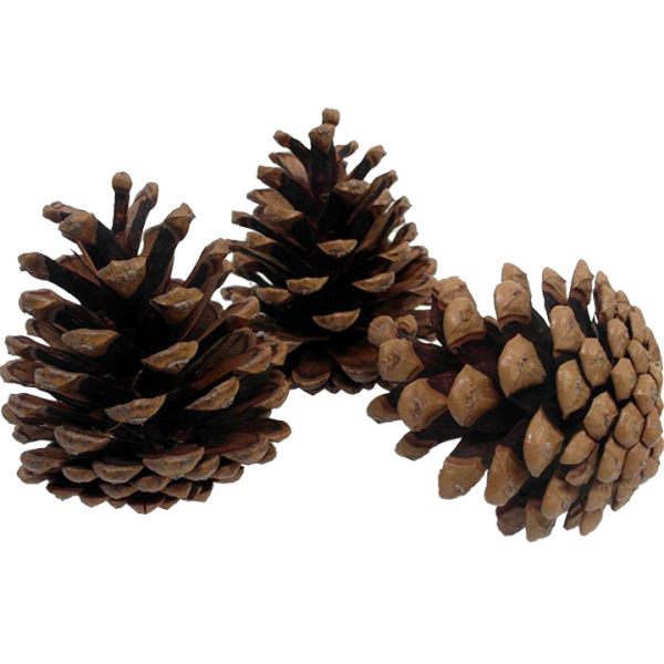 Шишки на прозрачном фоне