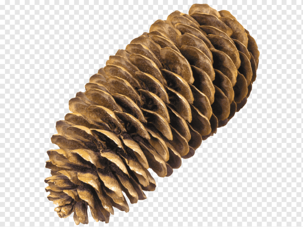 Шишка на белом фоне