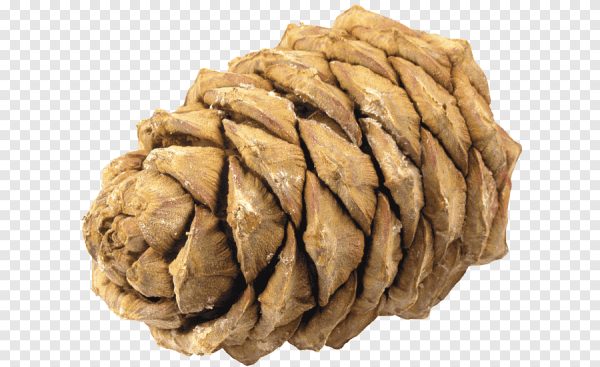 Кедровые шишки на прозрачном фоне