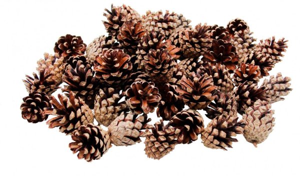 Шишка сосны