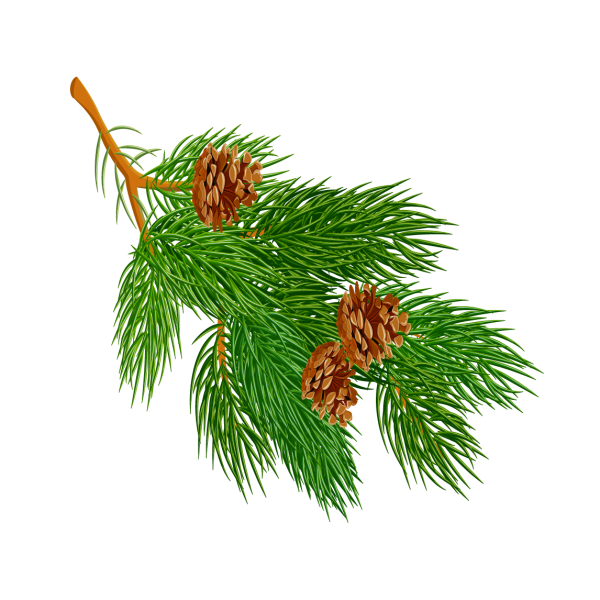 Сосновая ветка