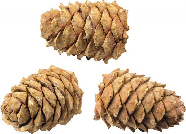 Еловые шишки