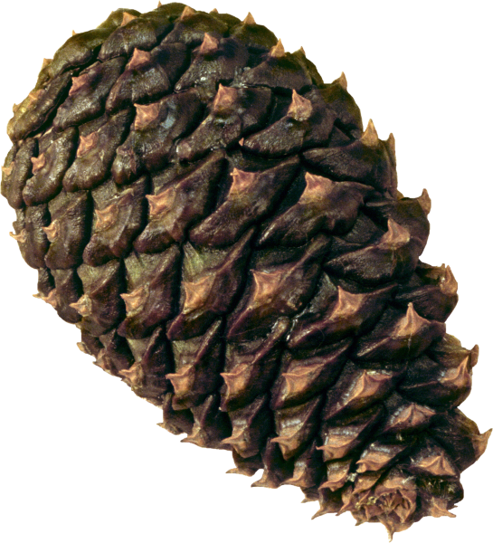 Сосна Роксбурга шишки