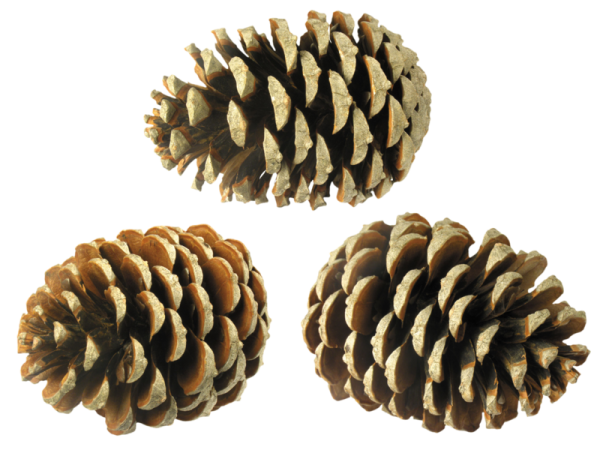 Шишки на прозрачном фоне