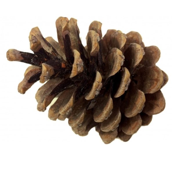 Шишка Еловая намбелом фоне