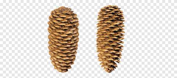 Шишки ели на прозрачном фоне