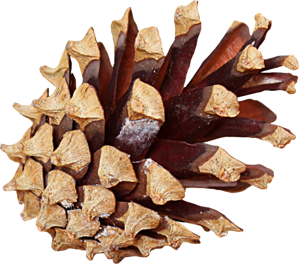 Сосновая шишка