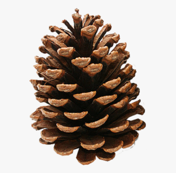 Шишки на прозрачном фоне