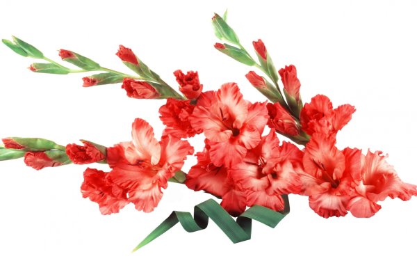 Гладиолус фуксия