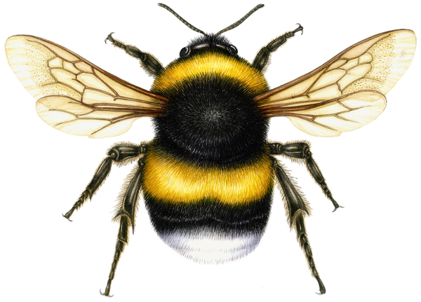 Шмель на прозрачном фоне