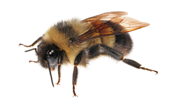 Шмель Франклина (Bombus FRANKLINI)