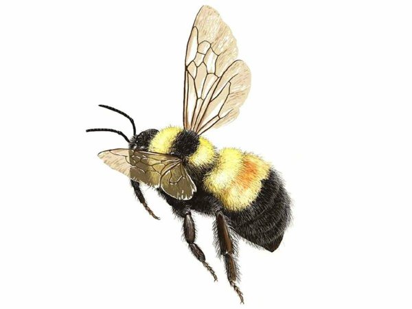 Шмель на белом фоне