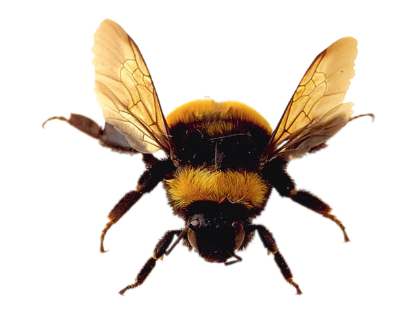 Шмель без фона
