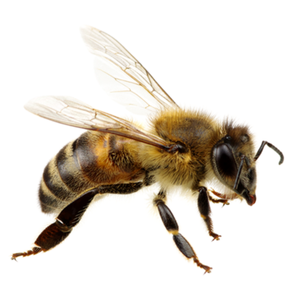 Шмель на белом фоне