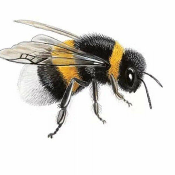 Шмель сбоку вектор