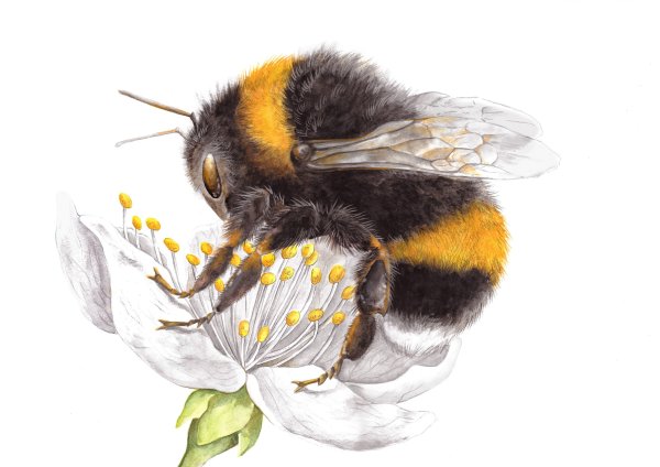 Bombus consobrinus