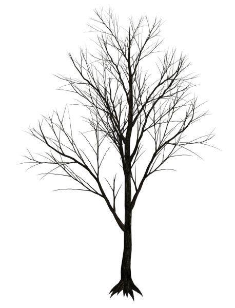 Дерево без листьев
