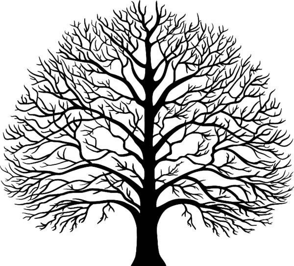 Дерево без листьев