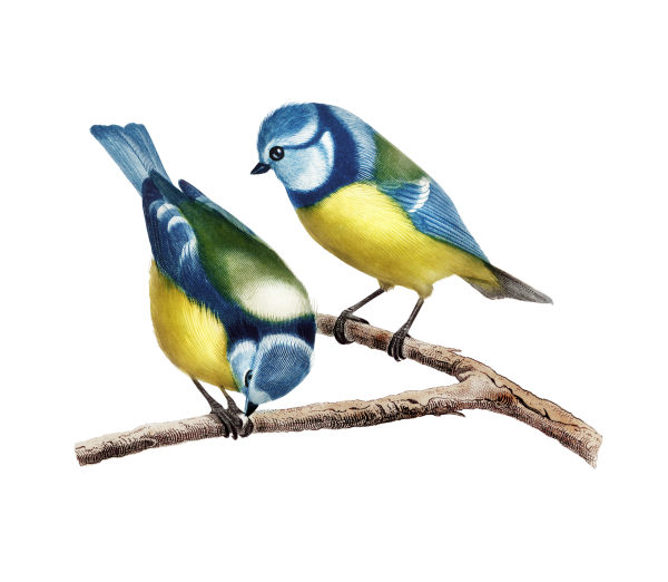 Синица на прозрачном фоне