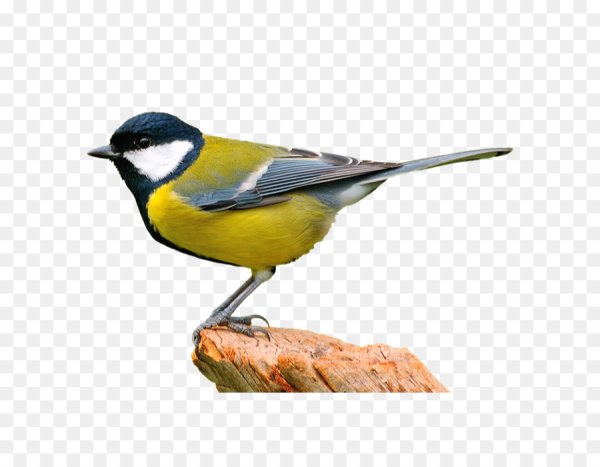 Синица на прозрачном фоне