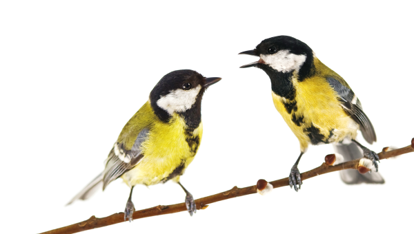 Птичка синичка на белом фоне