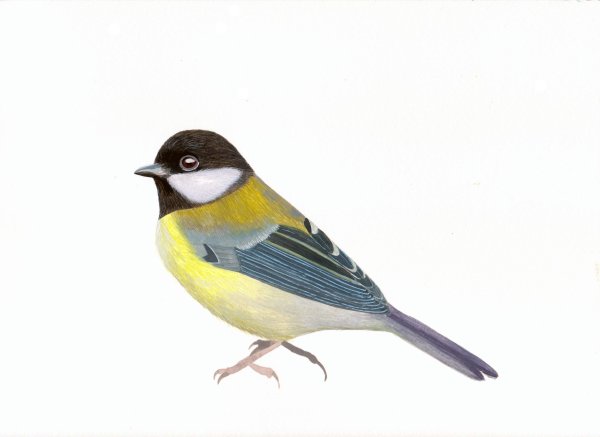 Синица на белом фоне