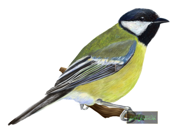 Синица для детей