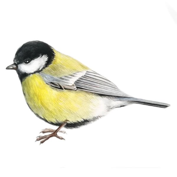 Синичка для дошкольников