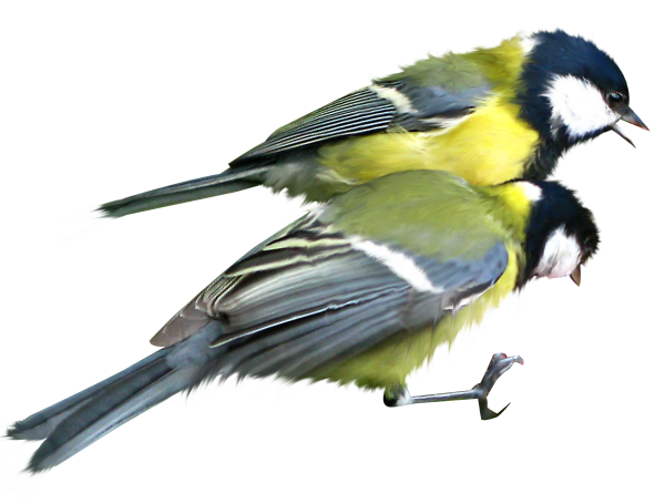 Синица картинка на прозрачном фоне