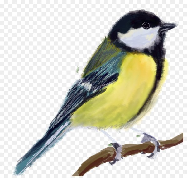 Синичка на белом фоне