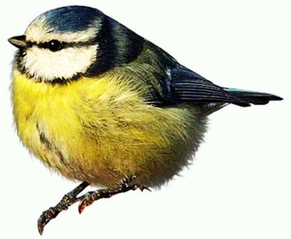 Птичка синичка