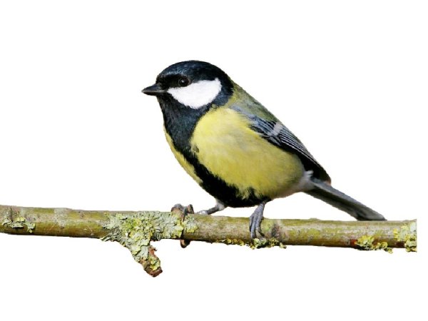 Синица без фона