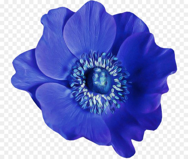 Цветы на прозрачном фоне