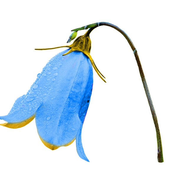 Колокольчик цветок на прозрачном фоне