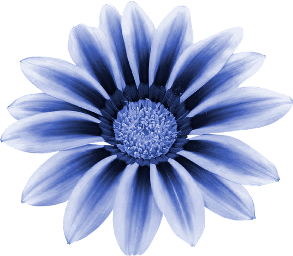 Голубая Ромашка на белом фоне